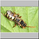Nomada marshamella - Wespenbiene 10mm.jpg